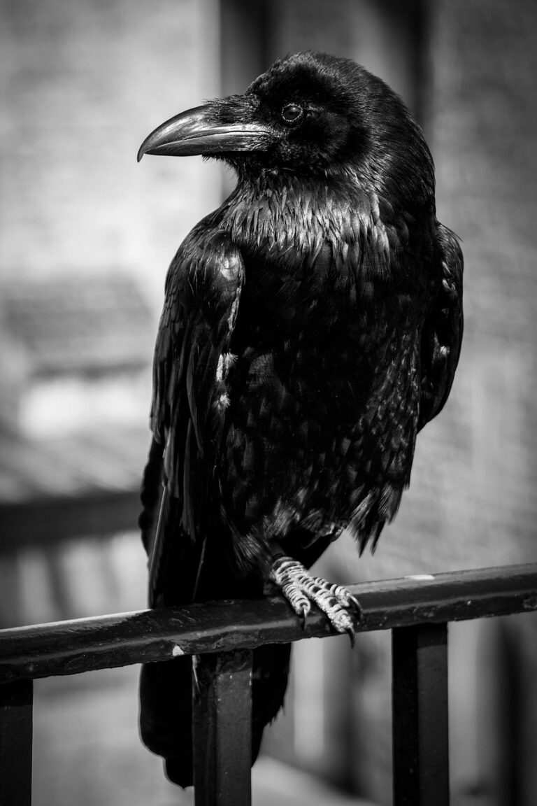 crow-8838254_1280