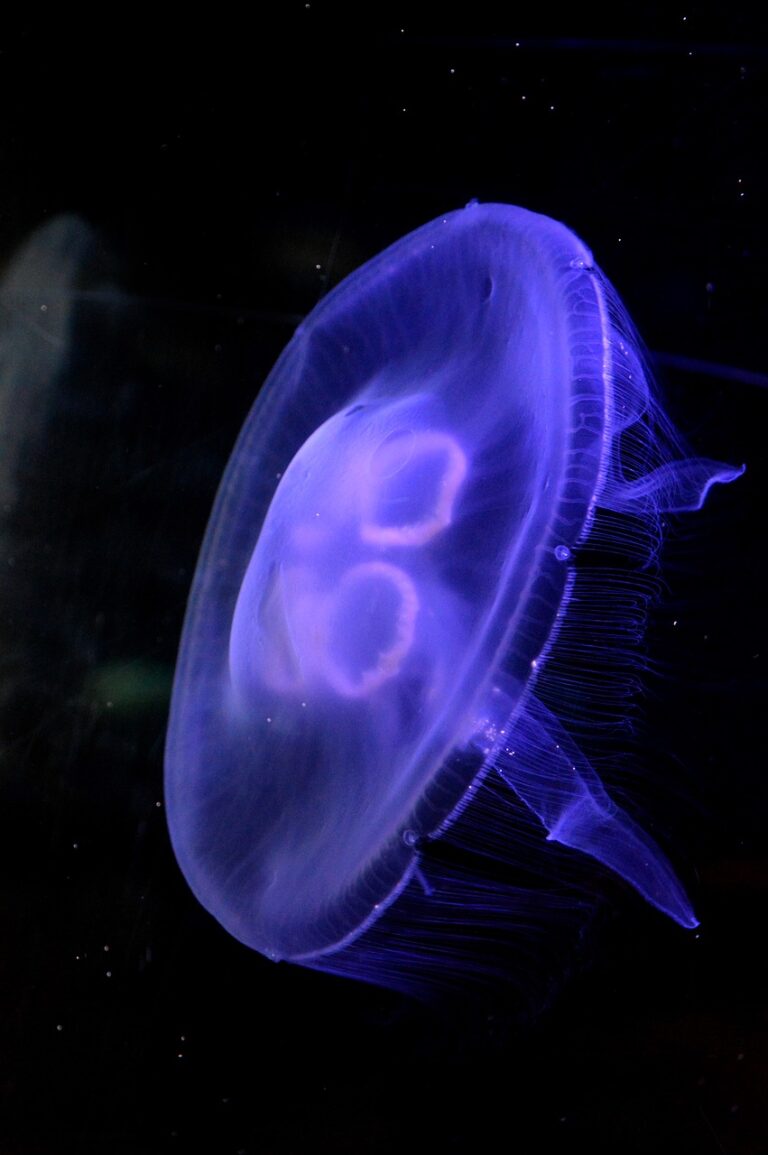 jellyfish-9699339_1280