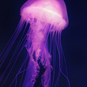 jellyfish-gc0cab8b10_1920